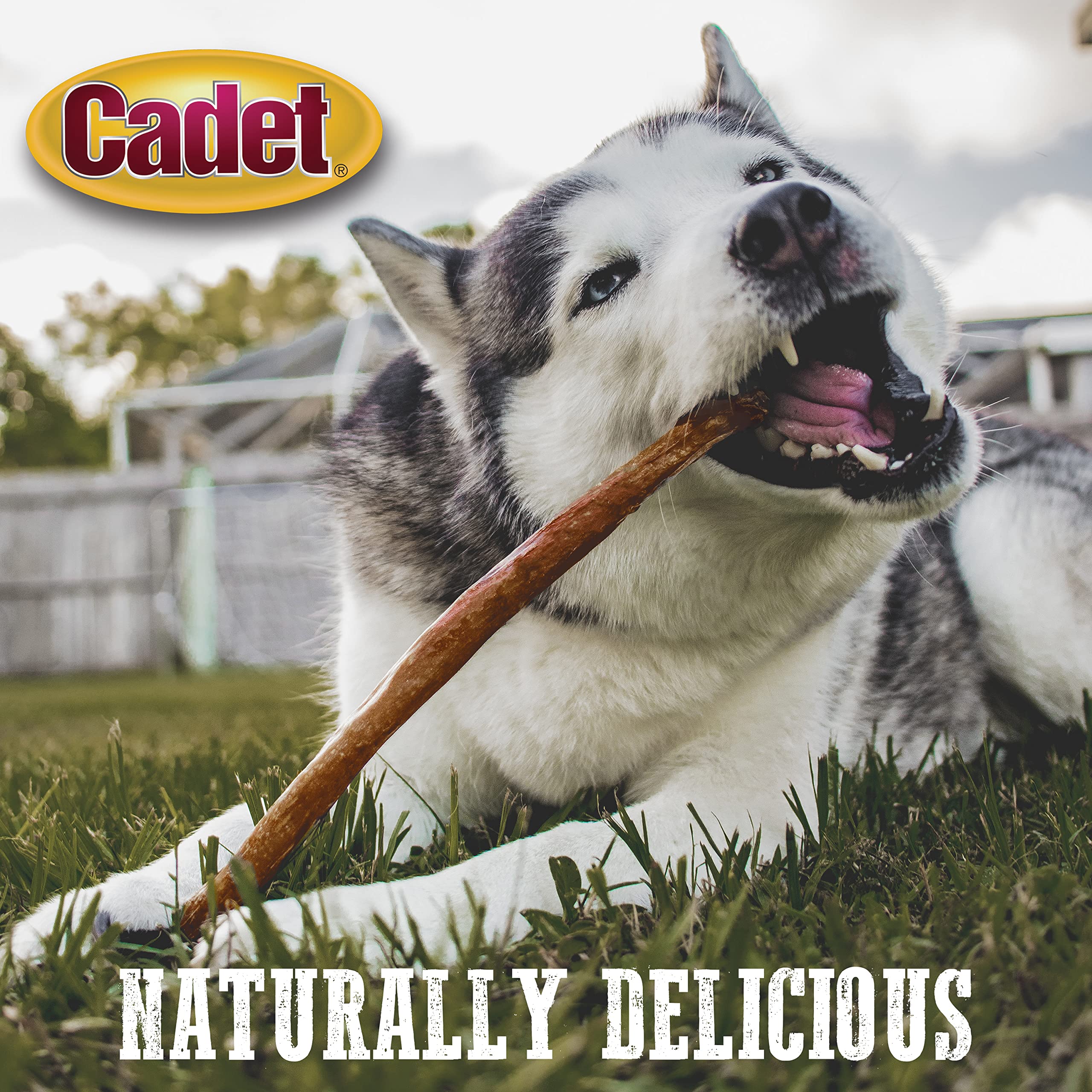 Cadet Bully Hide Sticks for Large Dogs, All-Natural Beef Pizzle, Limited-Ingredient Long-Lasting Dog Chews for Aggressive Chewers, 7 Count - Image 12