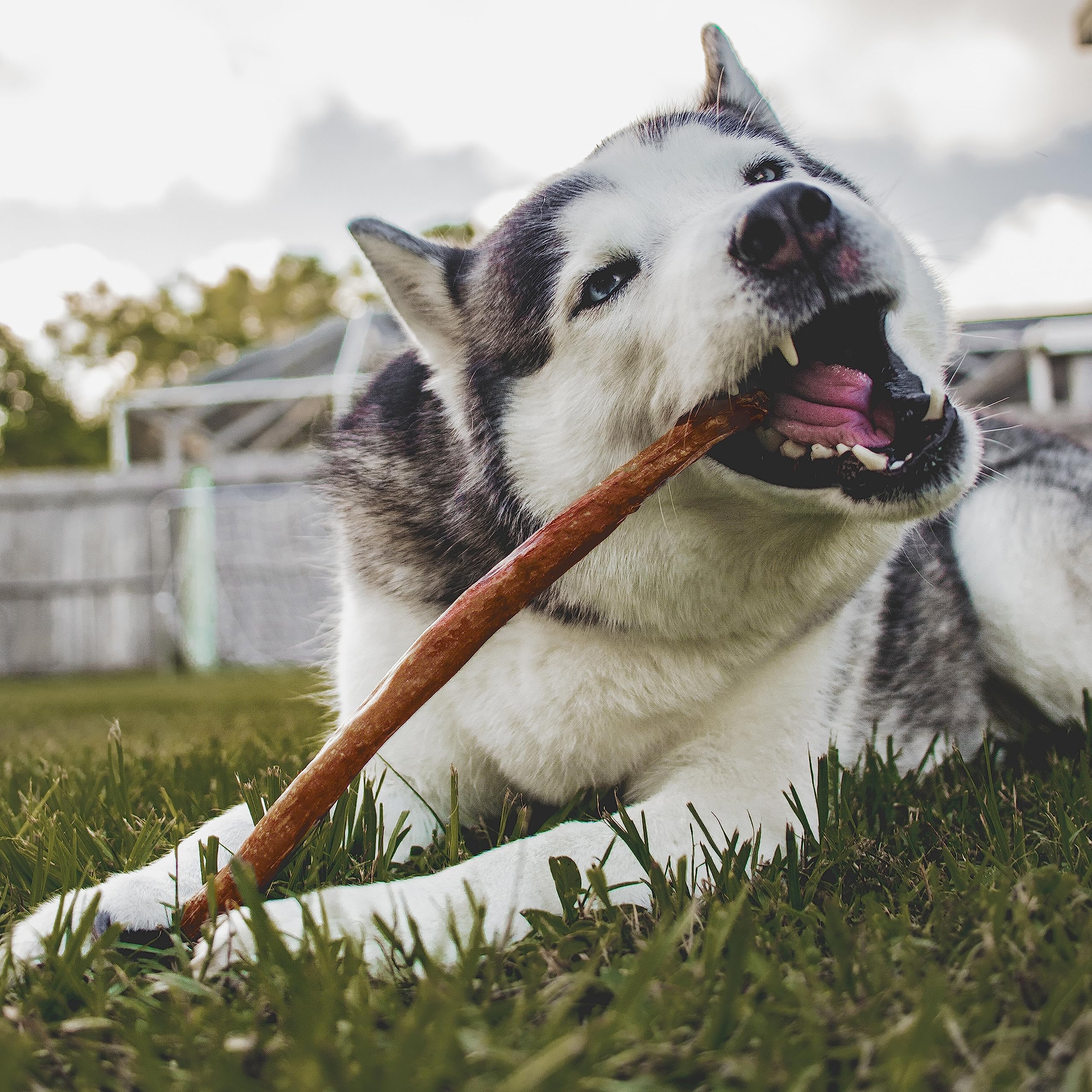 Cadet Bully Hide Sticks for Large Dogs, All-Natural Beef Pizzle, Limited-Ingredient Long-Lasting Dog Chews for Aggressive Chewers, 7 Count - Image 13
