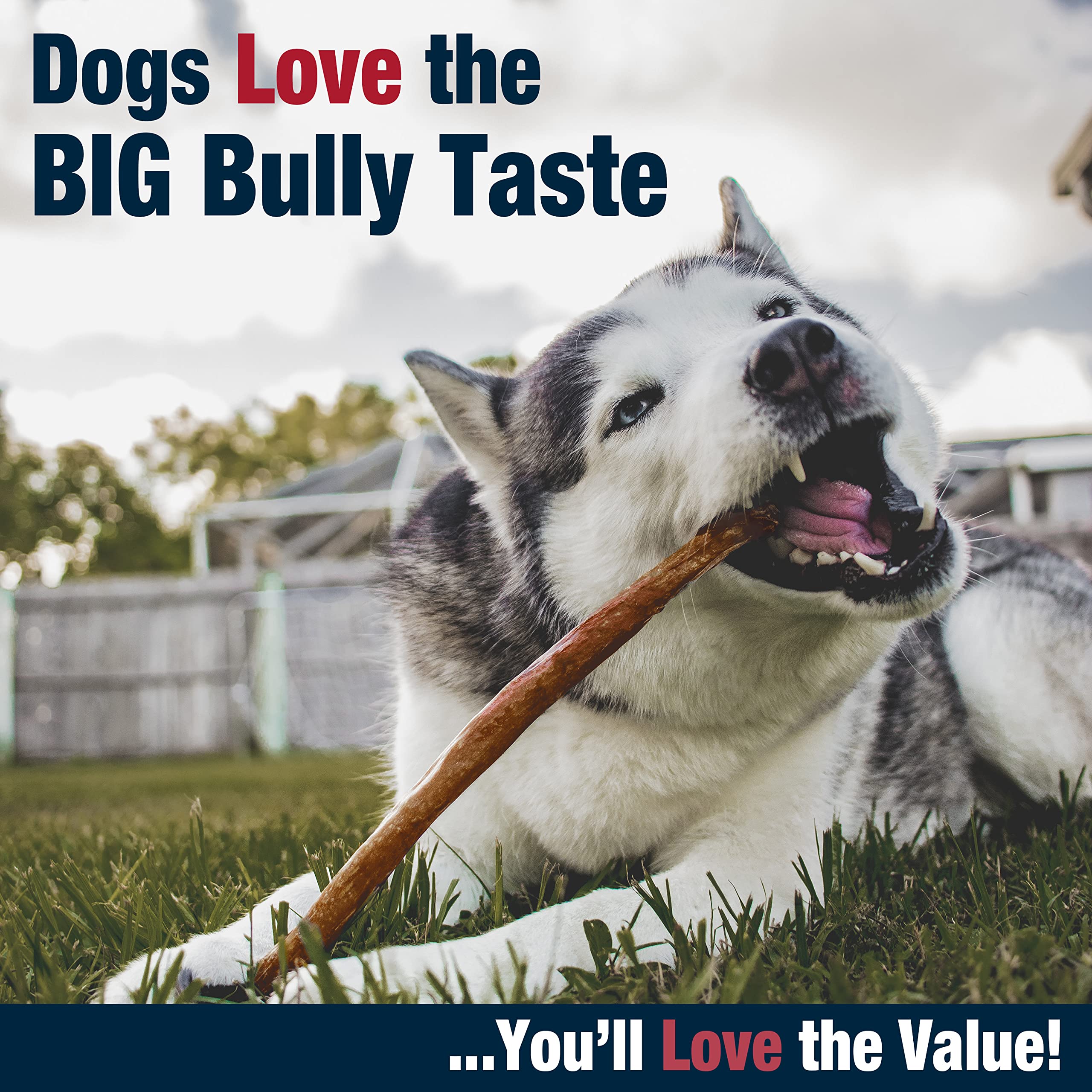 Cadet Bully Hide Sticks for Large Dogs, All-Natural Beef Pizzle, Limited-Ingredient Long-Lasting Dog Chews for Aggressive Chewers, 7 Count - Image 6