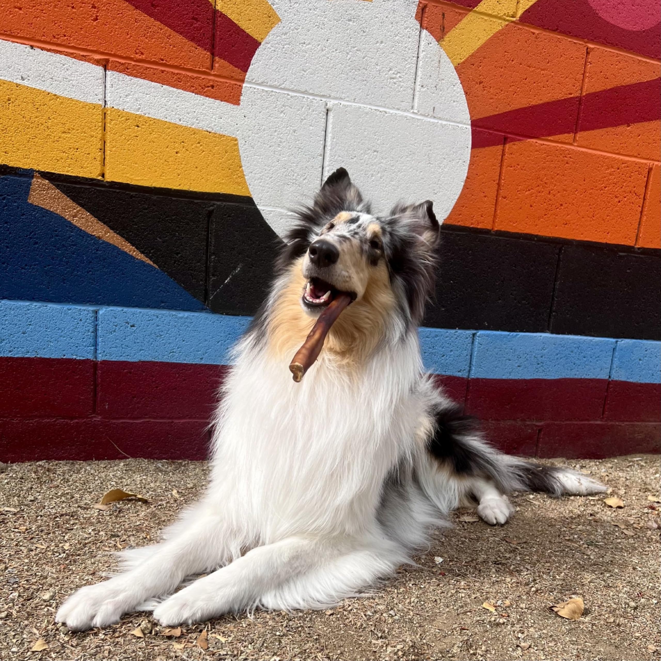 Cadet Bully Sticks for Large Dogs, All-Natural Beef Pizzle, Rawhide-Free Long-Lasting Dog Chews for Aggressive Chewers, 10 Count - Image 3