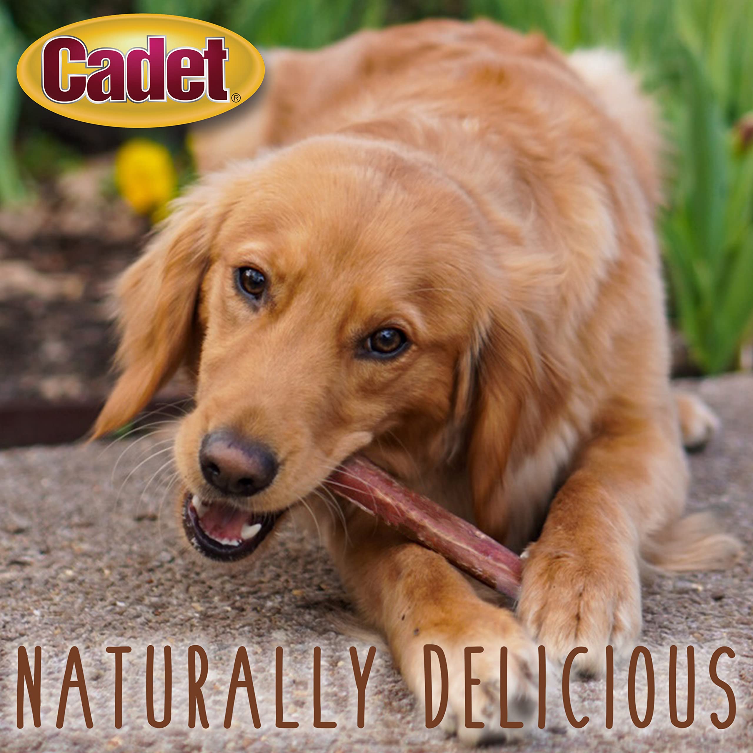 Cadet Bully Sticks for Large Dogs, All-Natural Beef Pizzle, Rawhide-Free Long-Lasting Dog Chews for Aggressive Chewers, 10 Count - Image 9