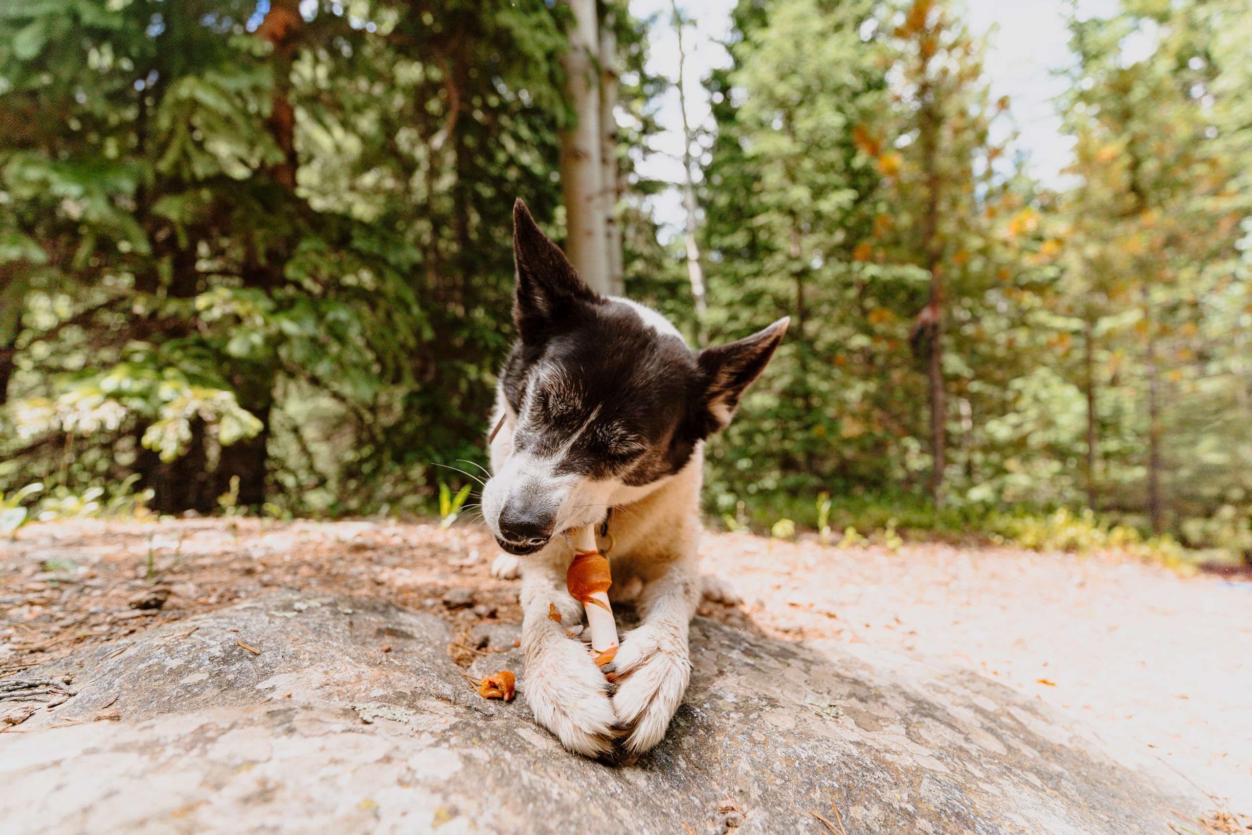 Cadet Chef's Specialties Natural Rawhide Shish Kabob Chew Sticks, Apple Peanut Butter Flavor, Healthy Dog Treats for Large Breeds, 3 Count - Image 5