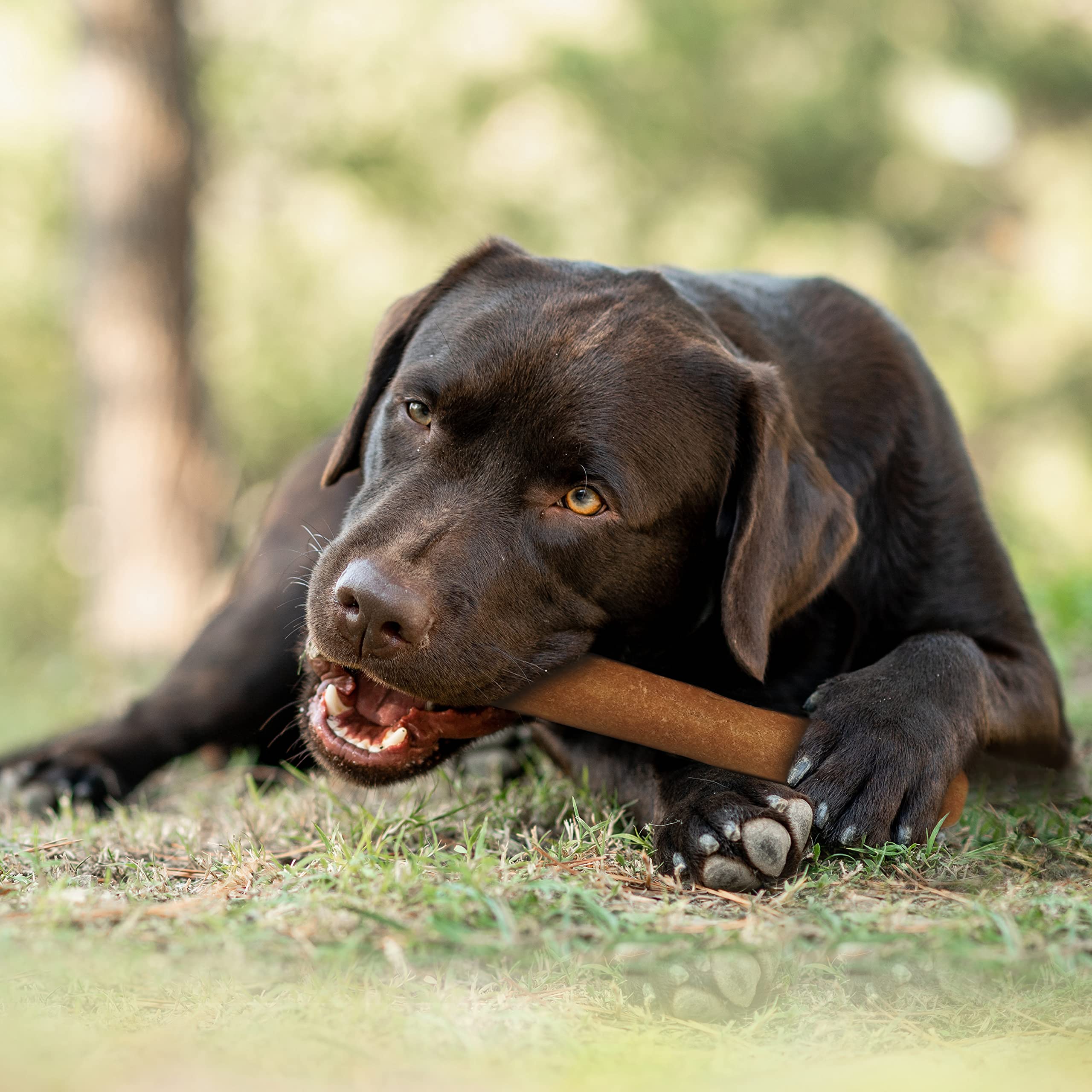 Cadet Gourmet Savory Chicken Rolls Rawhide Alternative Savory Rolls 6 oz. - Image 9