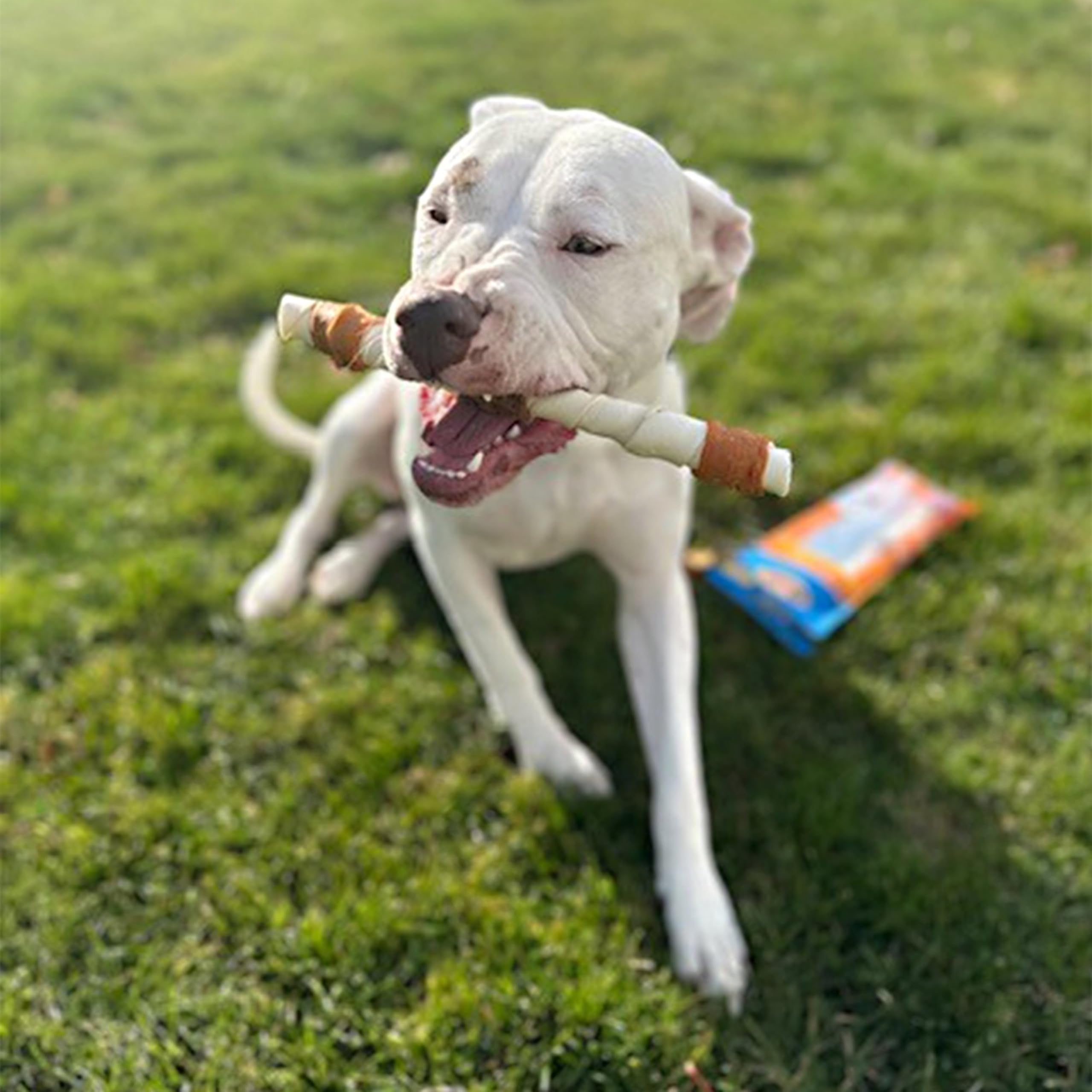 Cadet Gourmet Shish Kabob Dog Treats for Large Dogs, Healthy & Natural Chicken & Sweet Potato Chew Sticks, Beef Hide, Extra Large 10 Inch, 4 Count (Pack of 1) - Image 5