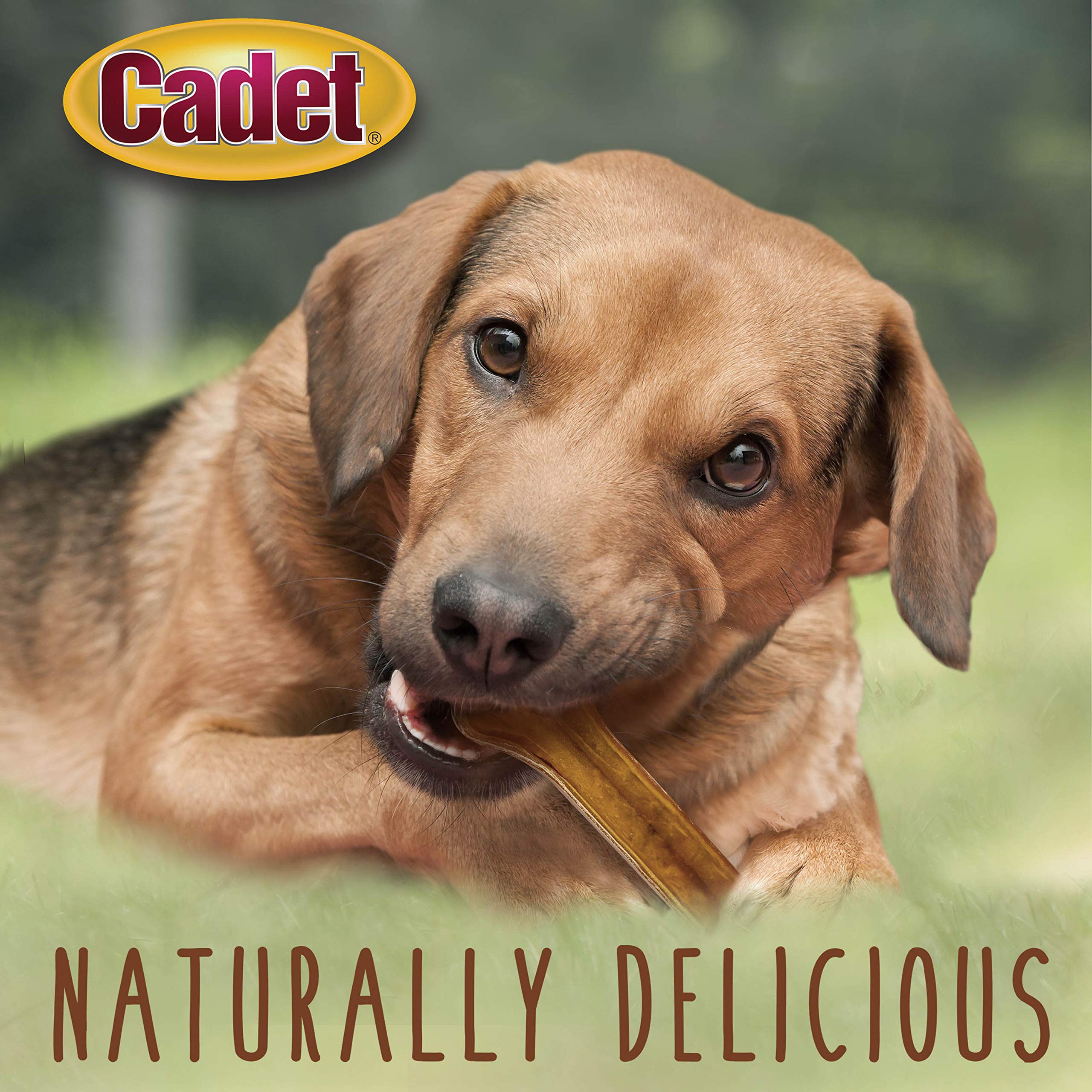 Cadet Premium Grade Pressed Beef Hide Bones, Long Lasting Rawhide Dog Chews, 8 Inch (6 Count) - Image 4